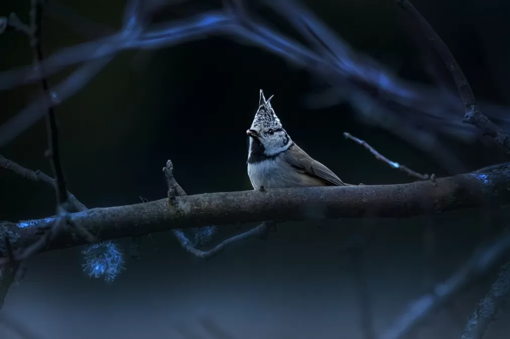 europese kuifmees, vogel, natuur