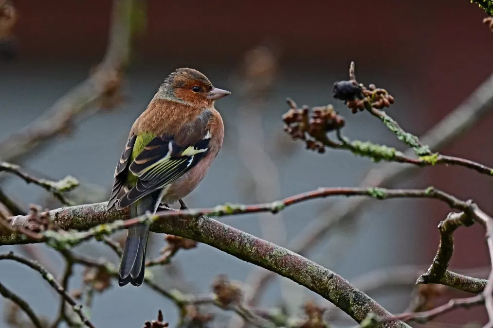 vogel, zangvogel, vink vogel