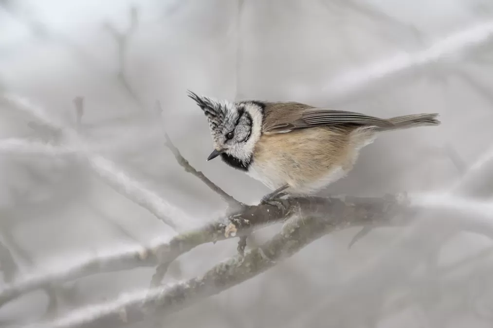 vogel, europese kuifmees, kuifmees