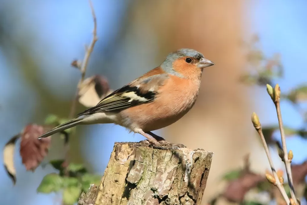 vink, vogel, dier