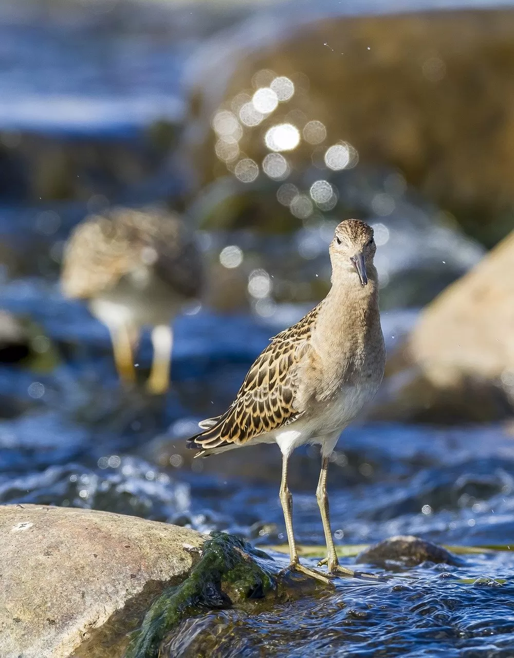 kemphaan, vogel, rivier