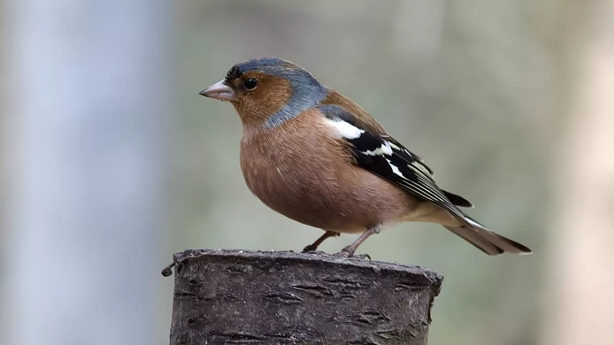 vogel, vink, vogels kijken