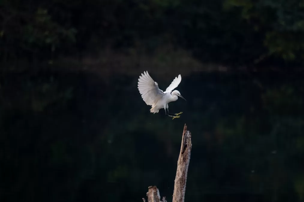 vogel, kleine zilverreiger, zilverreiger