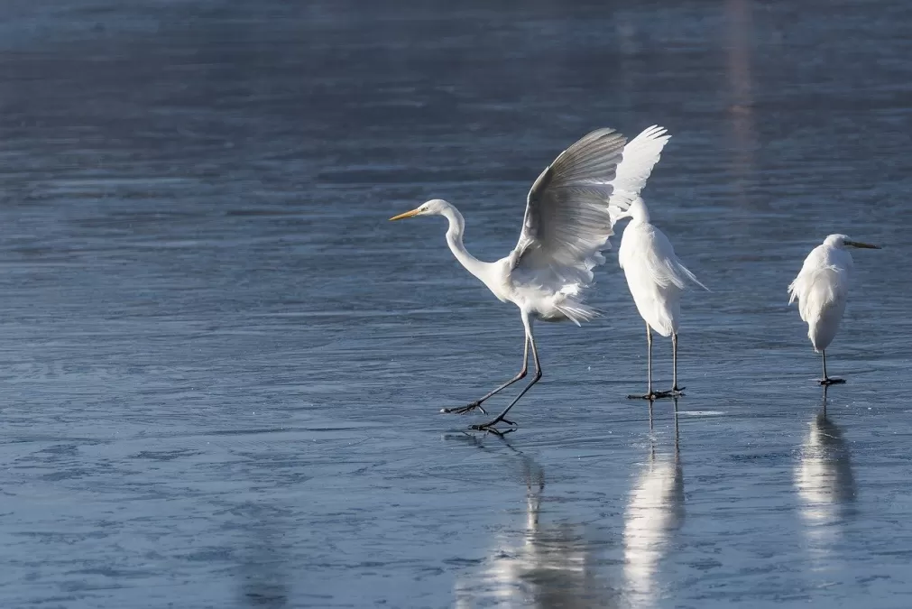 vogels, zilverreiger, ornithologie