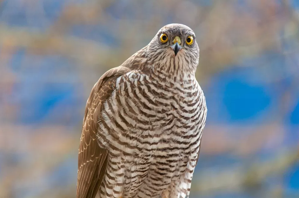 euraziatische sperwer, sperwer, vogel
