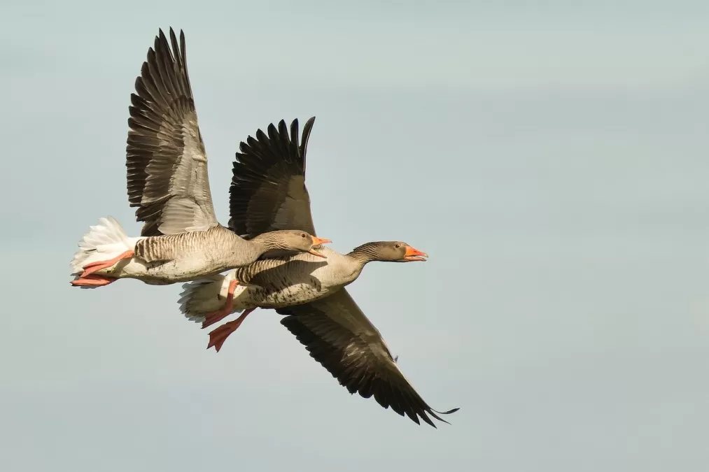 grauwe gans, gans, vogel