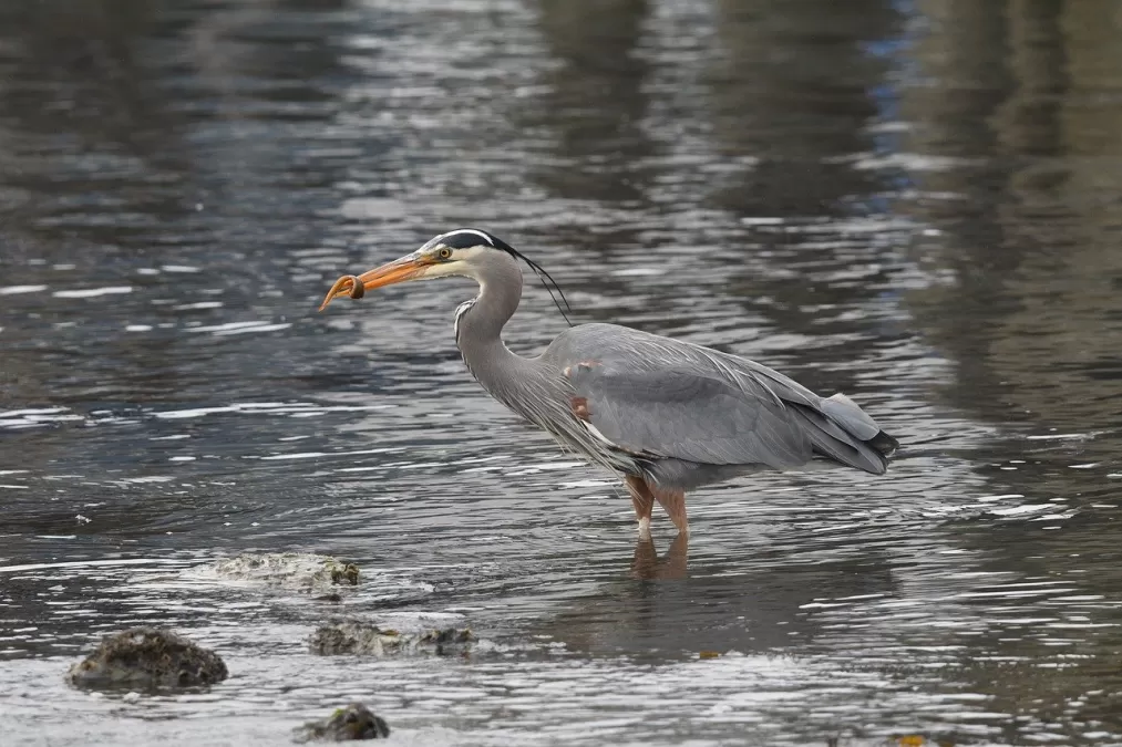 vogels, blauwe reiger, natuur