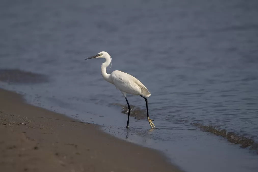 vogel, zilverreiger, ornithologie