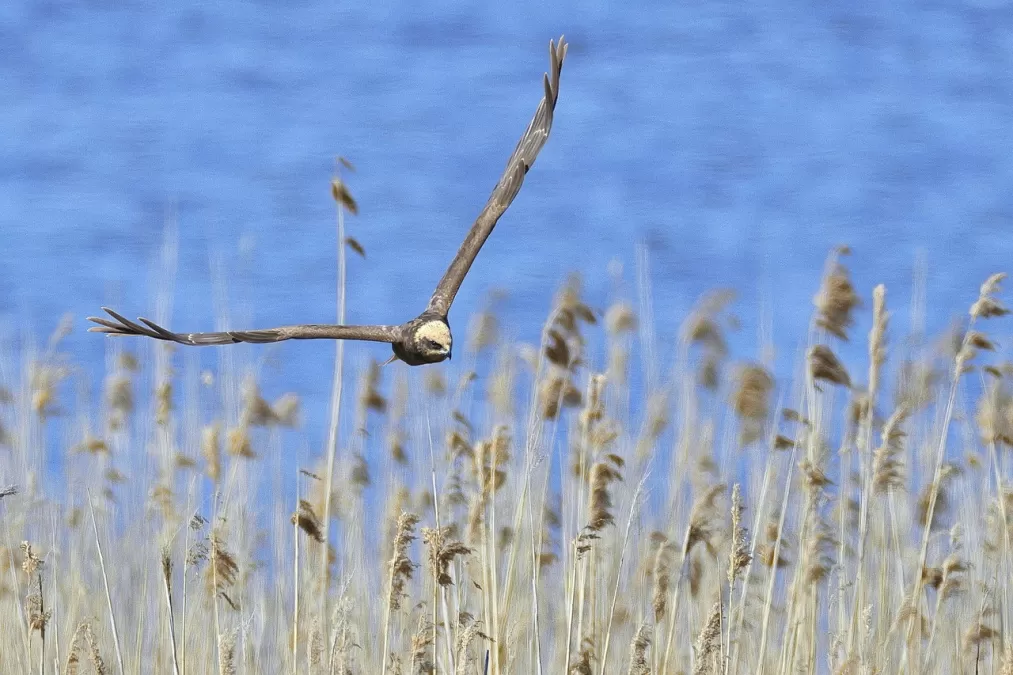 vogel, bruine kiekendief, vrouwelijk