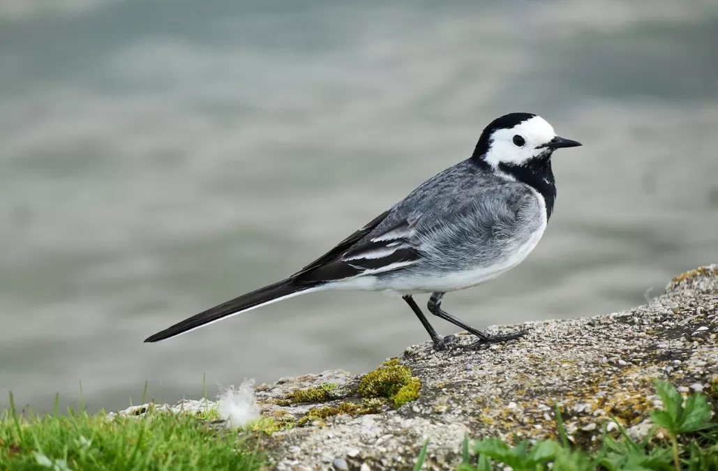 witte kwikstaart, vogel, natuur