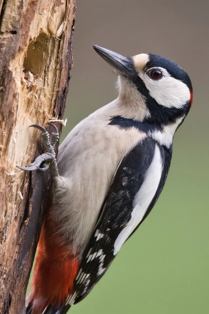 grote bonte specht, boomklever, vogel