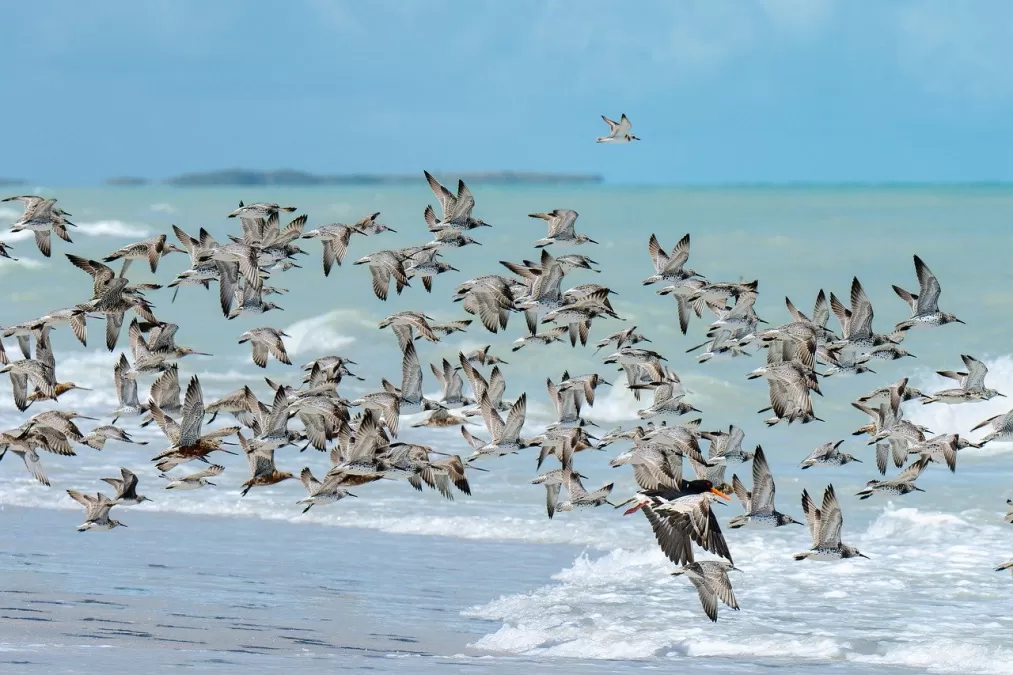 vogels, strandloper, zee