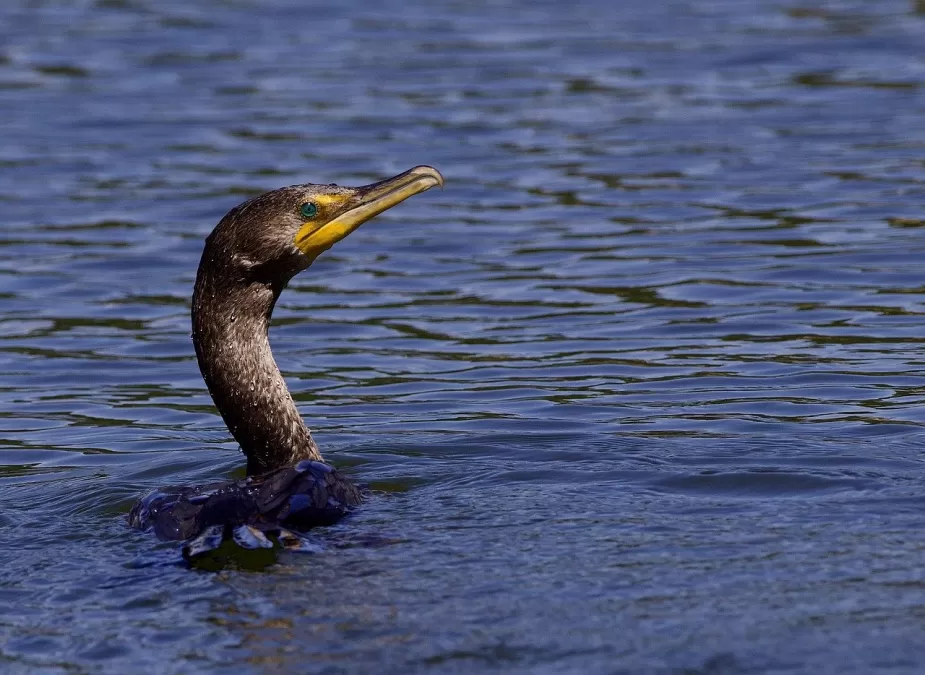 vogel, aalscholver, meer