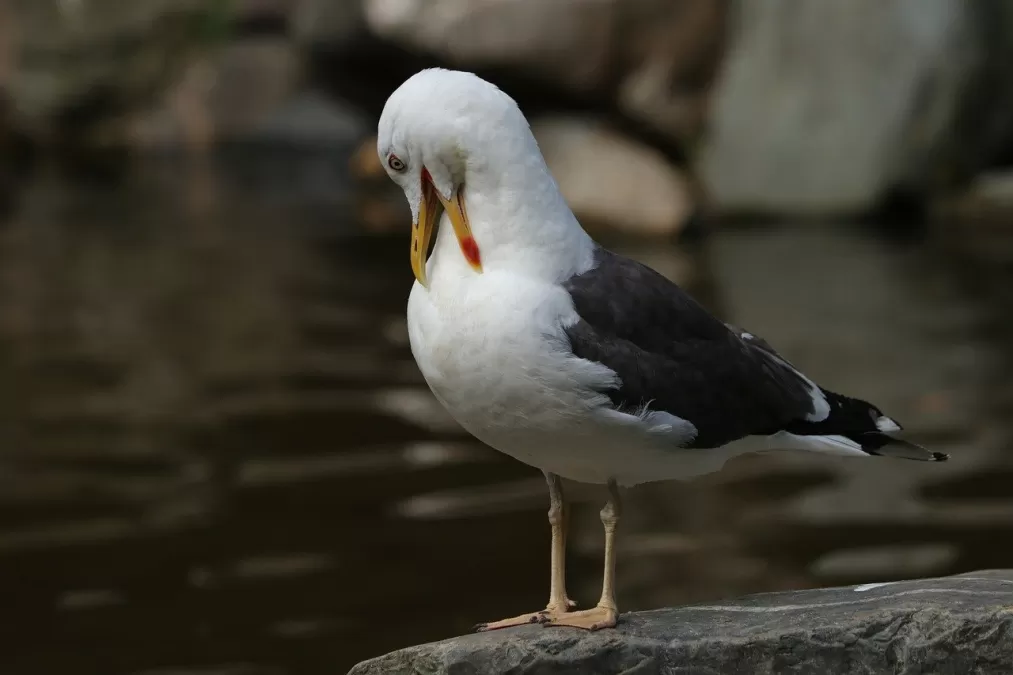 vogel, meeuw, kleine mantelmeeuw
