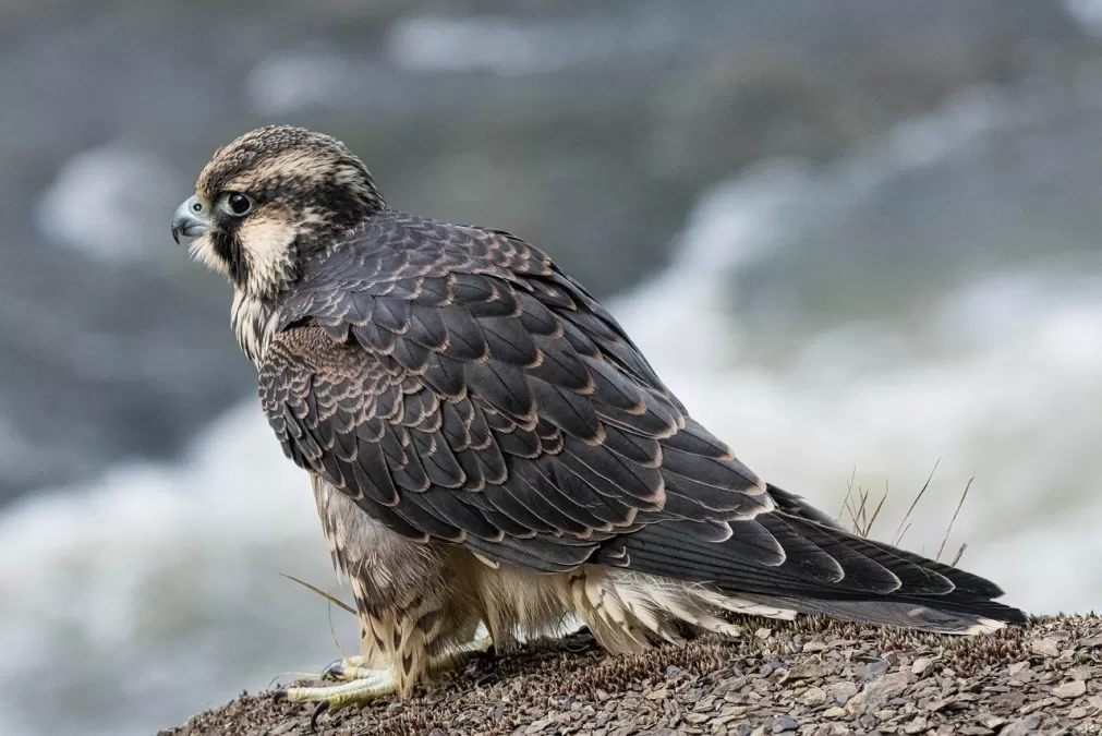 vogel, aviaire, ornithologie