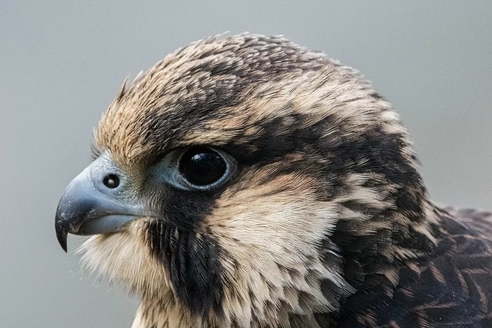 vogel, aviaire, ornithologie