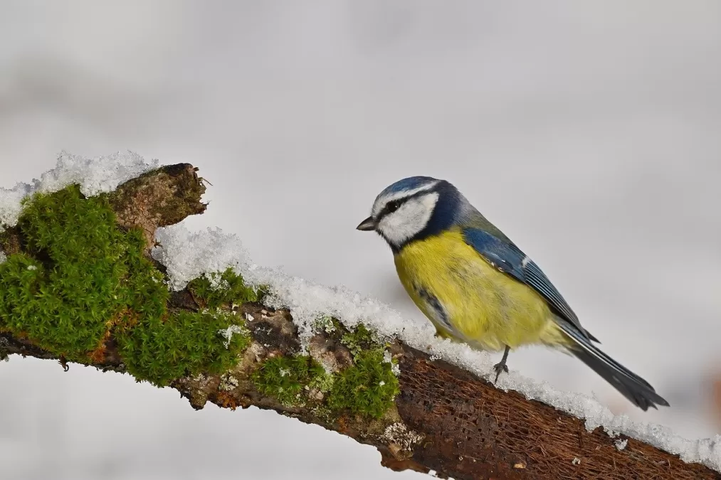 vogel, pimpelmees, gevederte