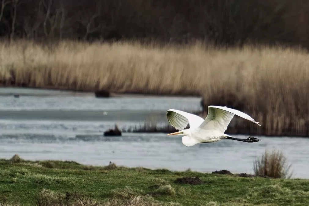 grote zilverreiger, vogel, dier