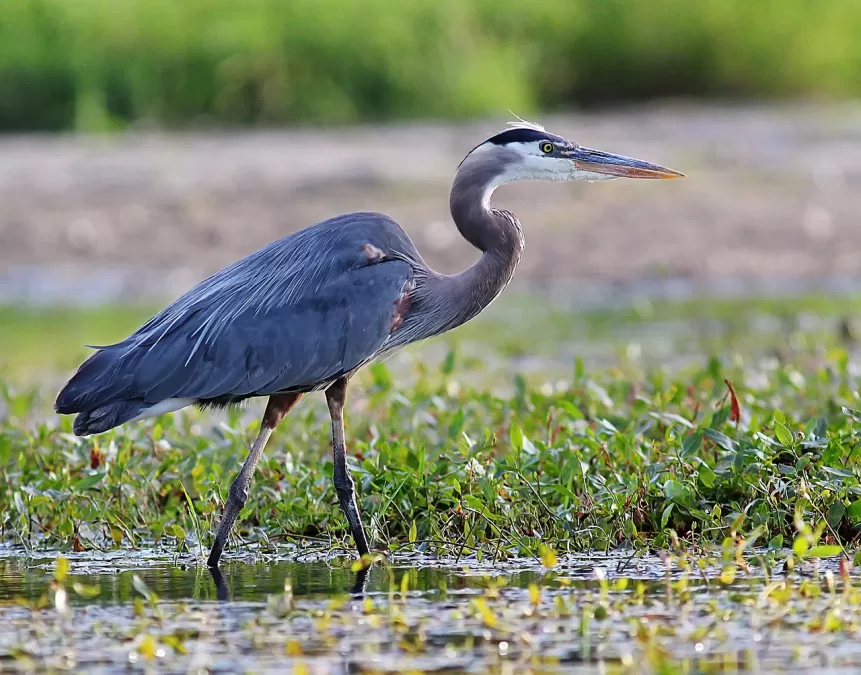 natuur, blauwe reiger, vijver