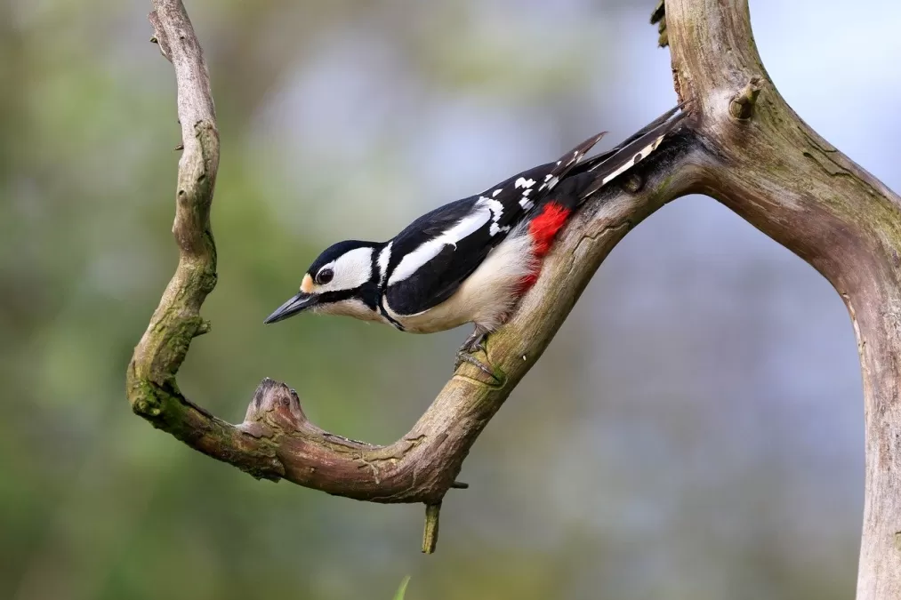 vogel, specht, grote bonte specht