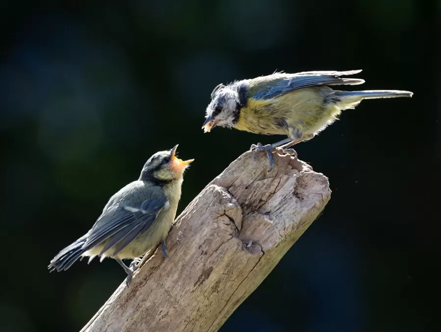 vogels, veren, gevederte