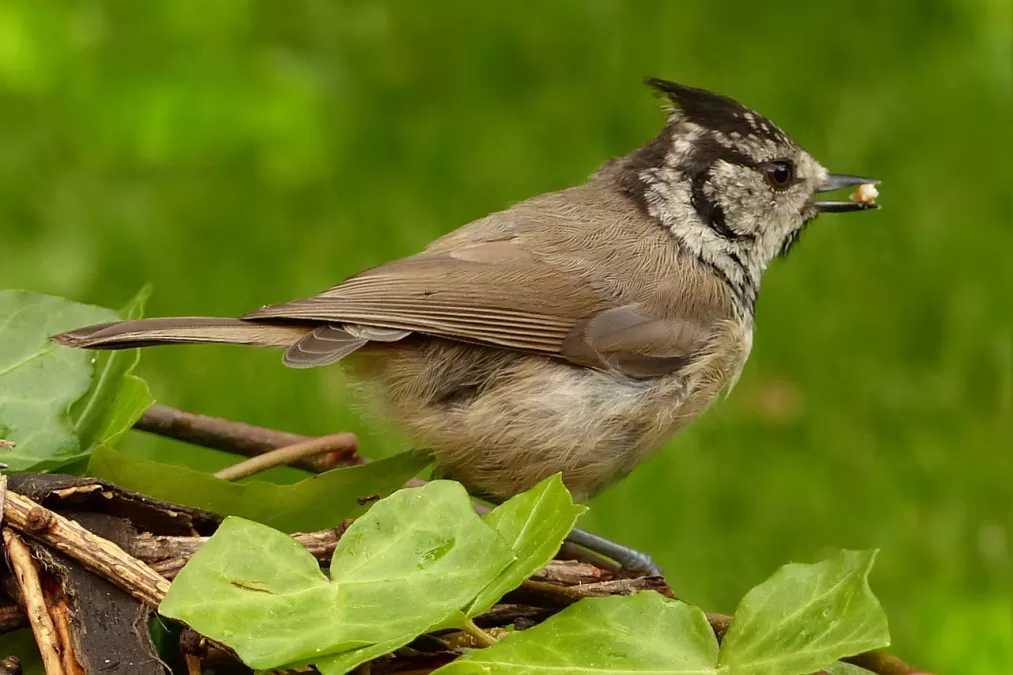 dier, vogel, natuur