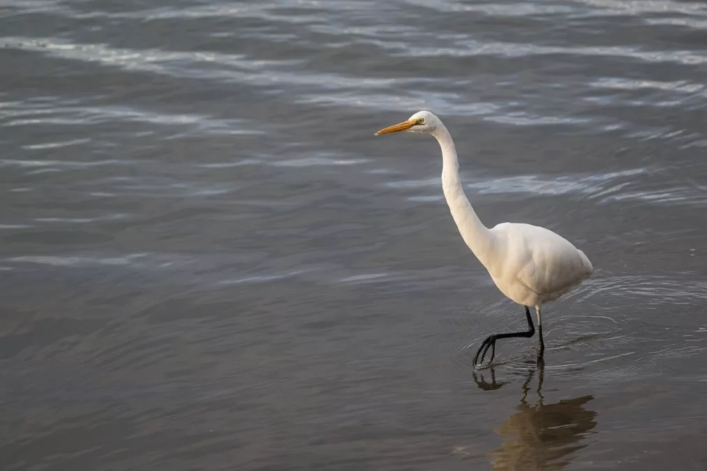 grote zilverreiger, oostelijke grote zilverreiger, zilverreiger