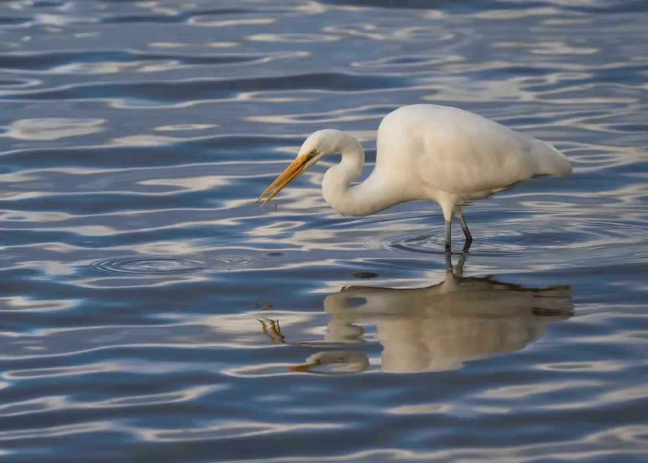 vogel, grote zilverreiger, reiger