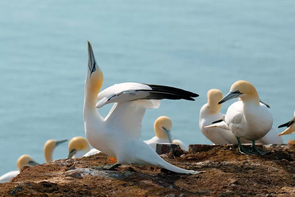 genten, vogels, dier