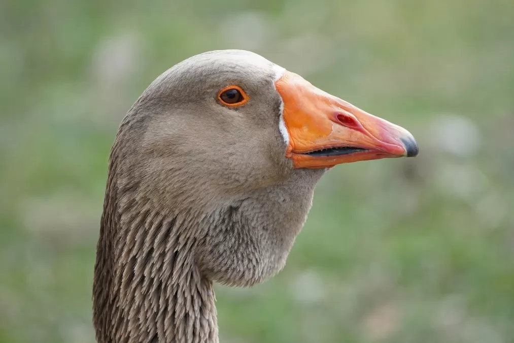 grauwe gans, natuur, gans