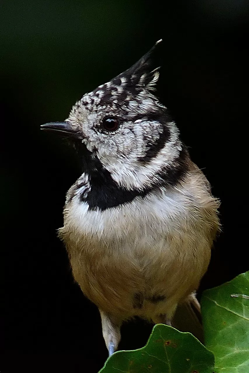 dier, vogel, natuur