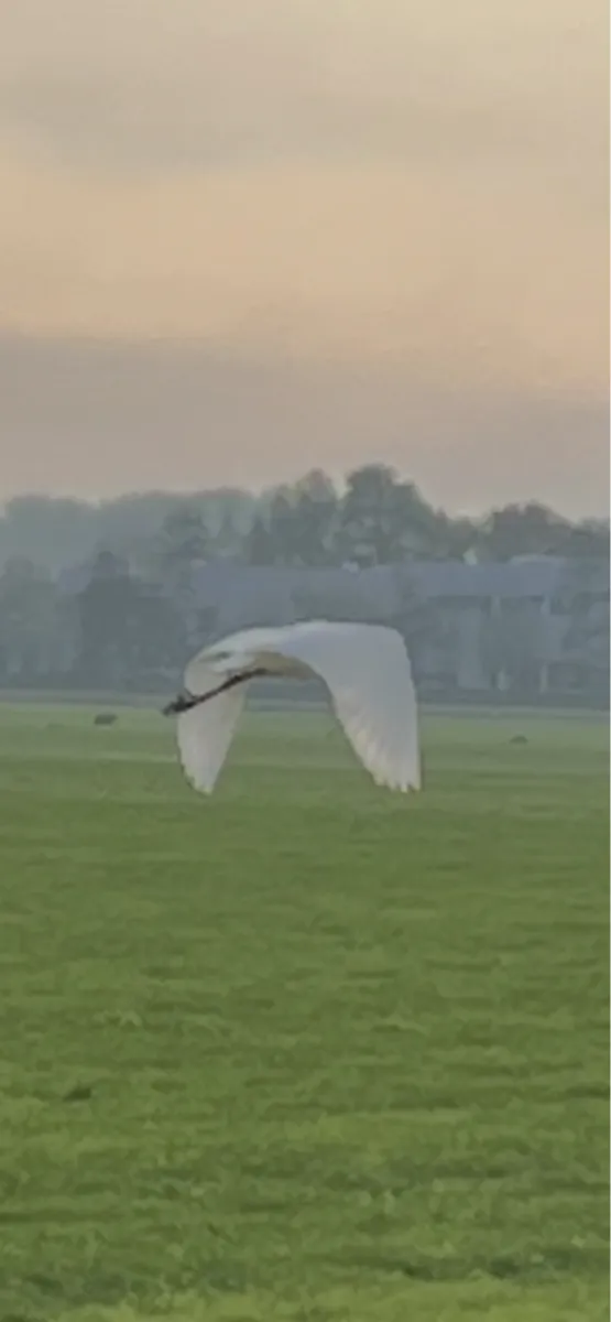 Gespotte Grote zilverreiger