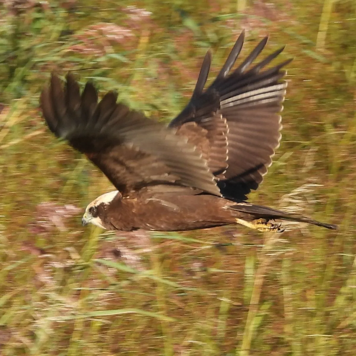 Gespotte Bruine kiekendief