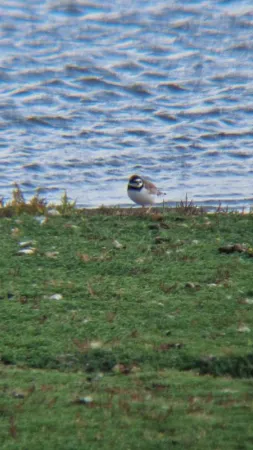 Gespotte Bontbekplevier