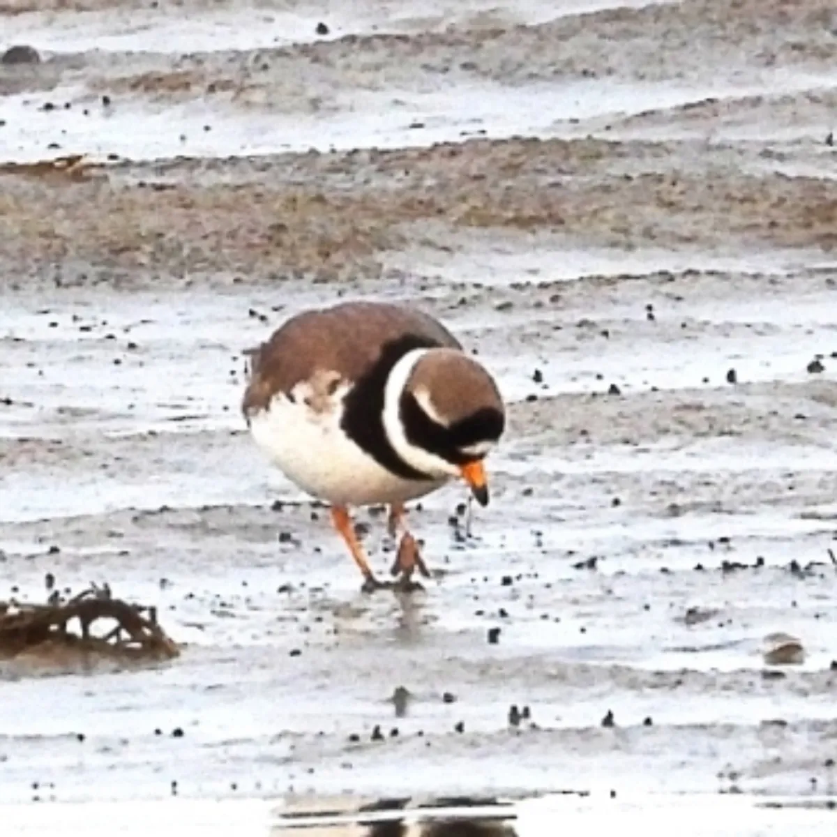 Gespotte Bontbekplevier