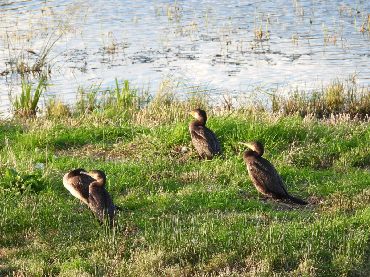 Gespotte Aalscholver