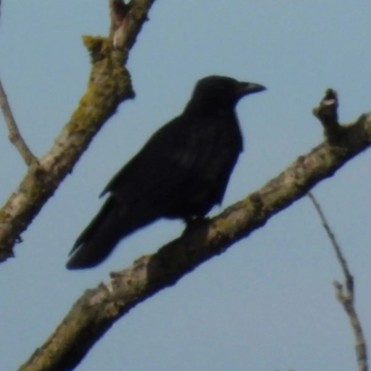 Gespotte Zwarte kraai