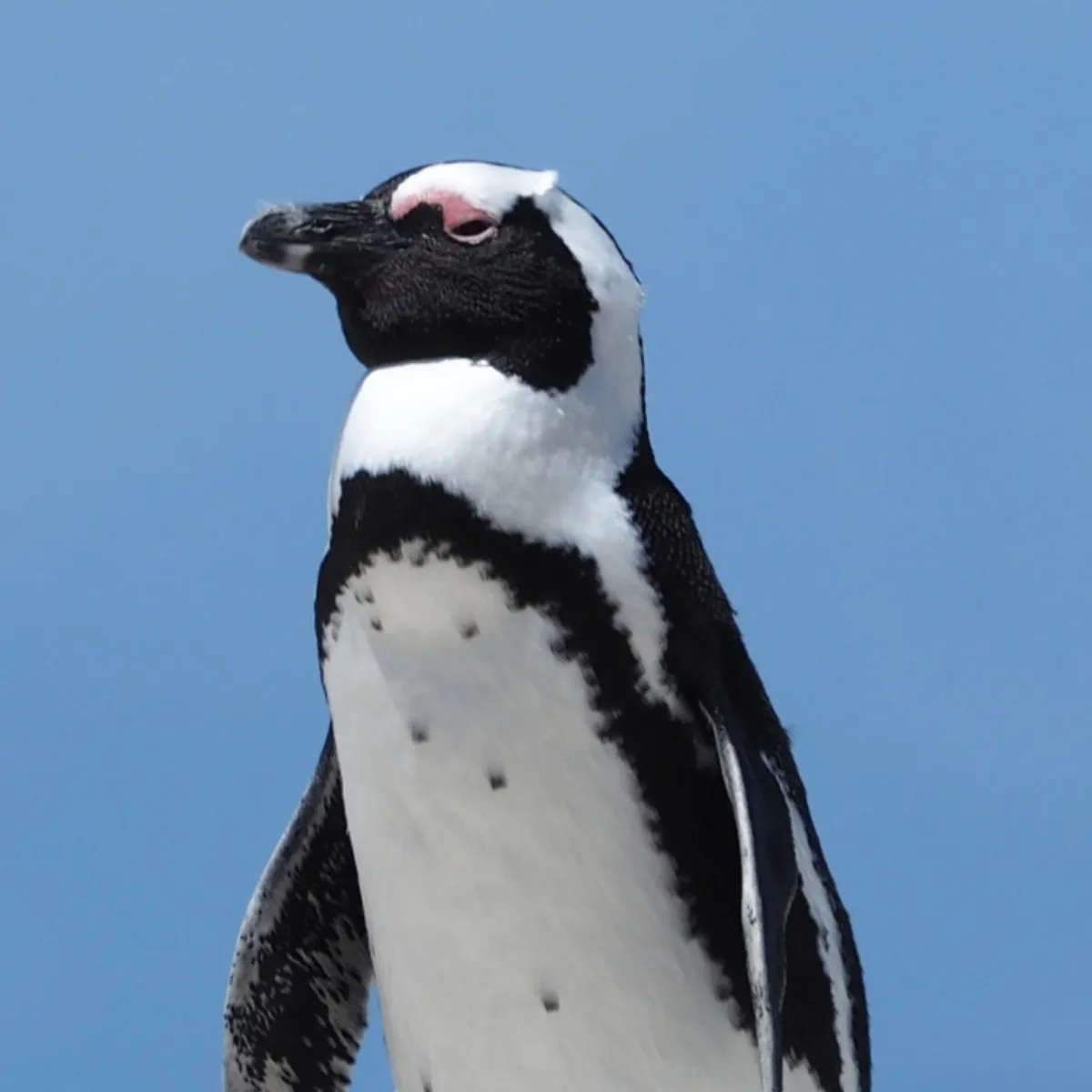 Gespotte Zwartvoetpinguïn