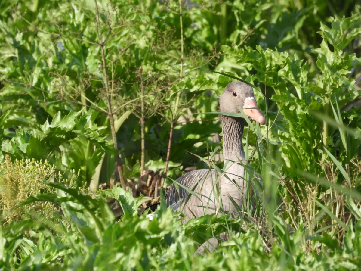 Gespotte Grauwe gans