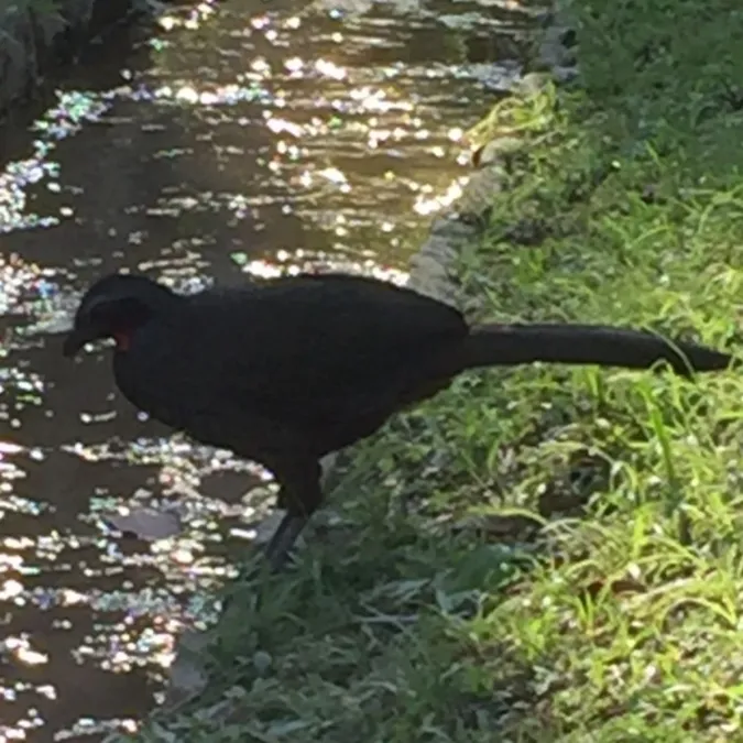 Spotted Dusky-legged Guan