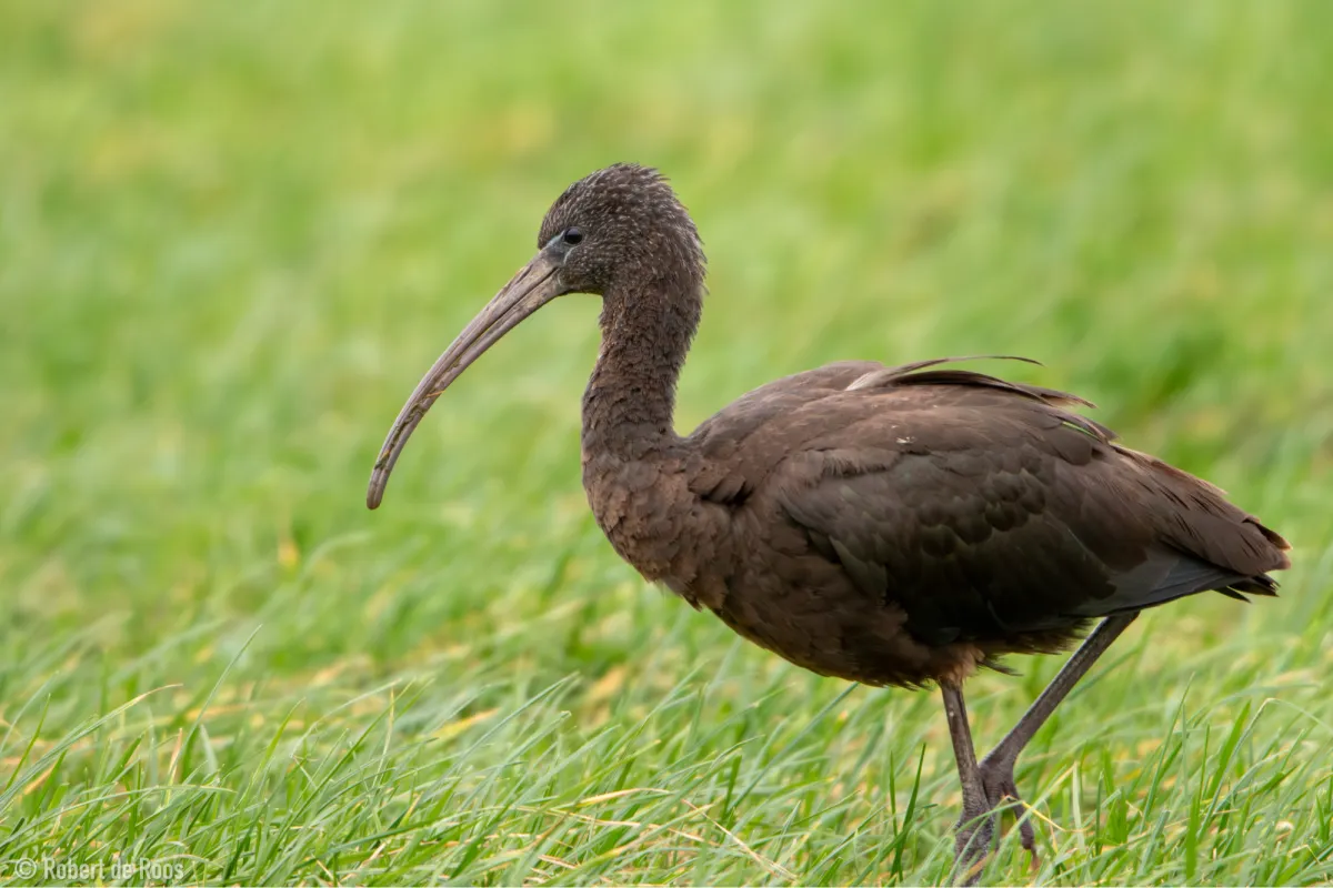 Gespotte Zwarte ibis
