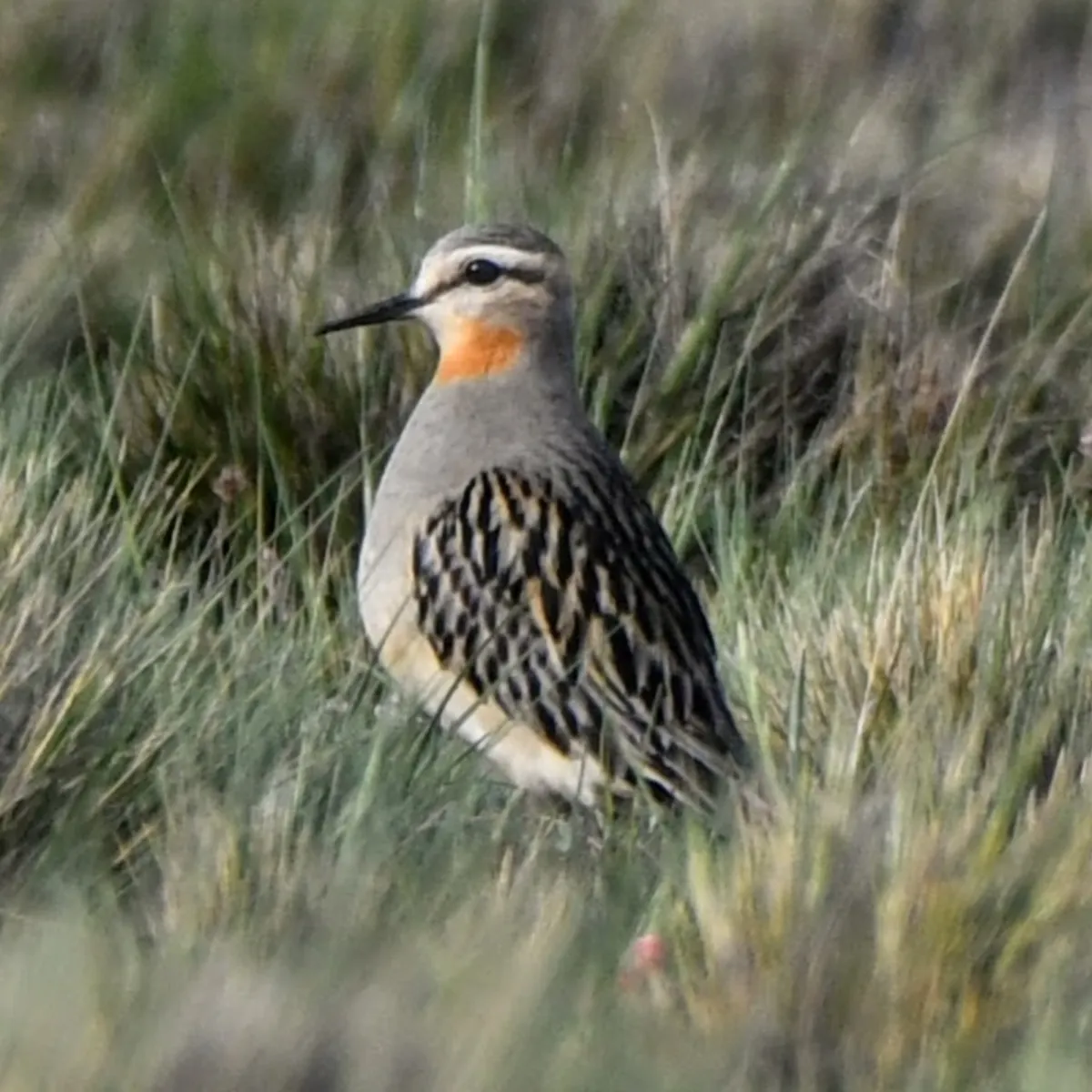 Gespotte Andesplevier