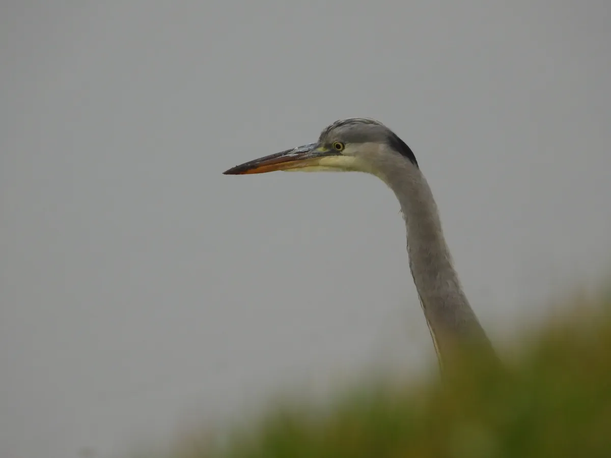 Gespotte Blauwe reiger