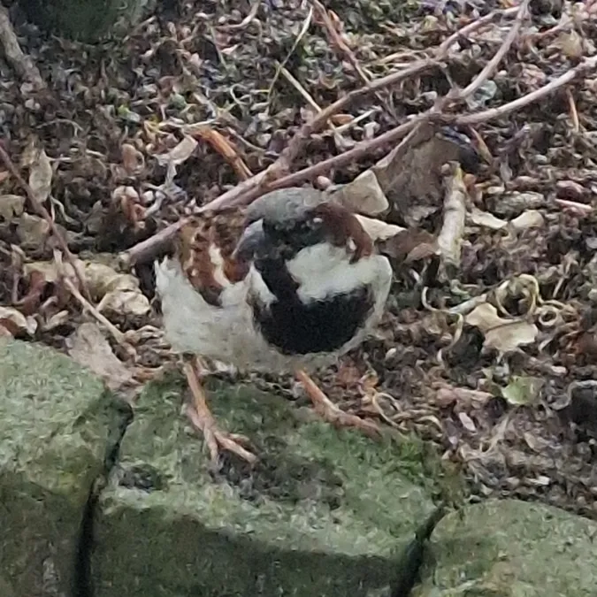 Gespotte Huismus