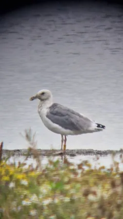 Gespotte Pontische meeuw