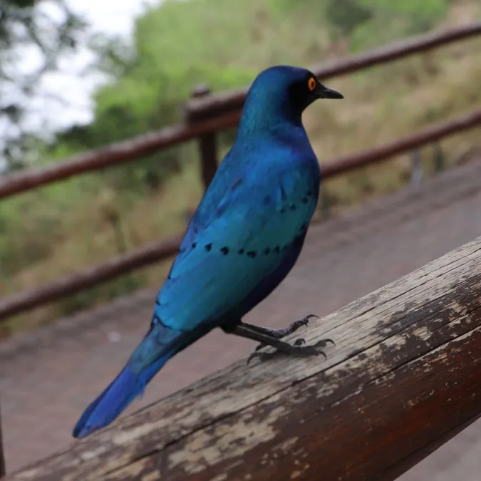 Gespotte Groenstaartglansspreeuw