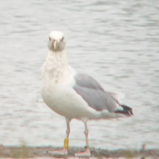 Gespotte Pontische meeuw