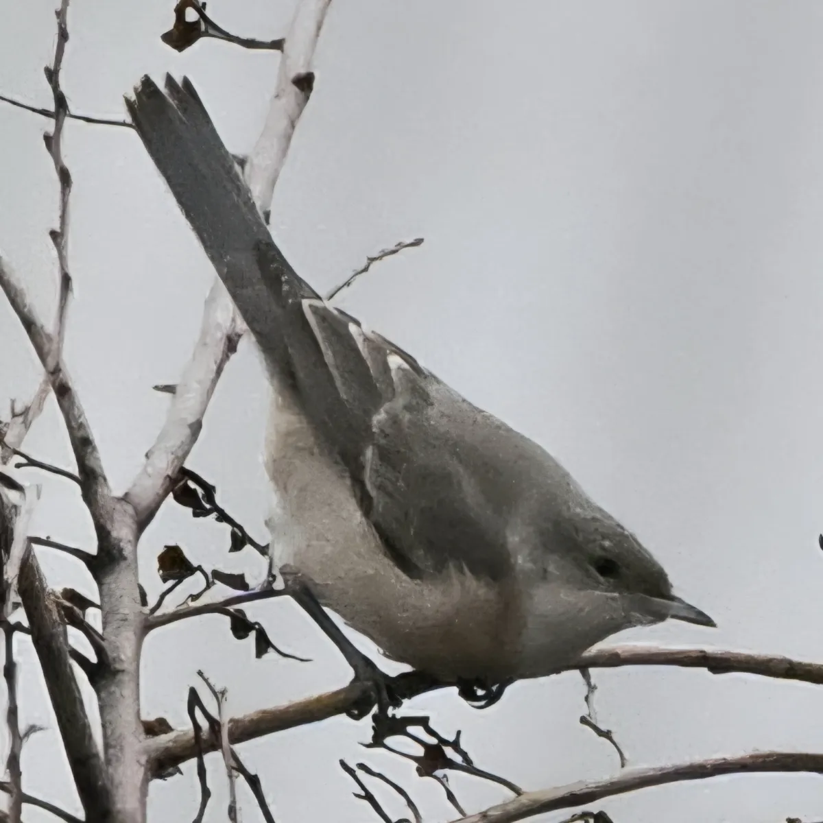 Gespotte Sperwergrasmus