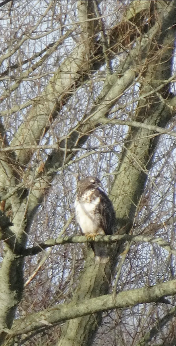 Gespotte Roodstaartbuizerd
