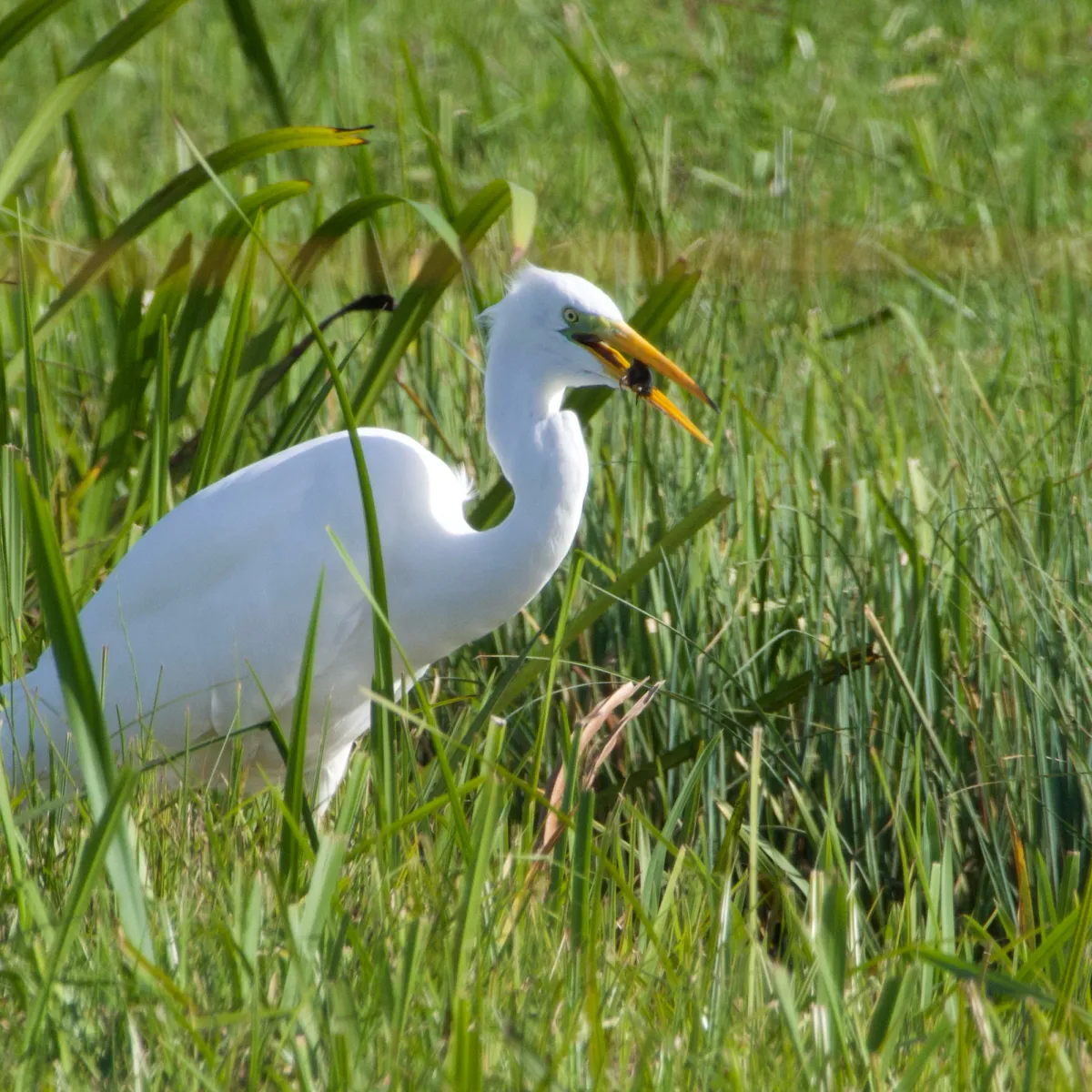 Gespotte Grote zilverreiger